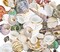 Mixed Natural Sea Shells 80-85PCS for Beach Decor, Assorted Seashells for DIY Crafts, Wedding Party Decorations, Candle Making, Fish Tank Accessories, Vase Fillers, Coastal Home Decor